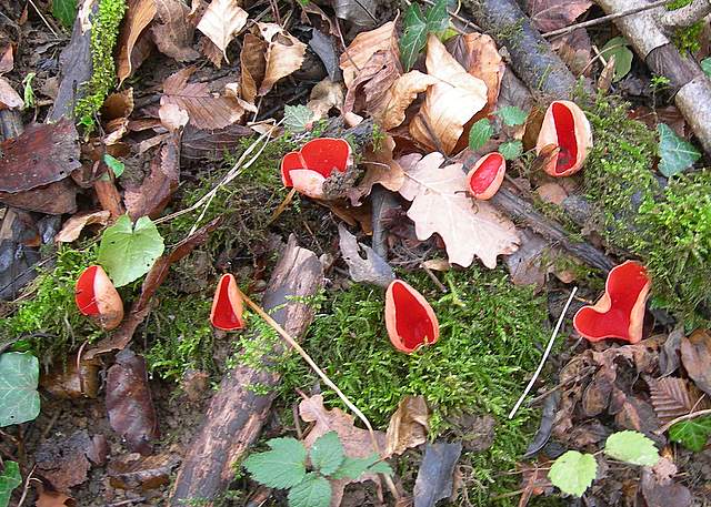 Nel  Regno  della  Jurana